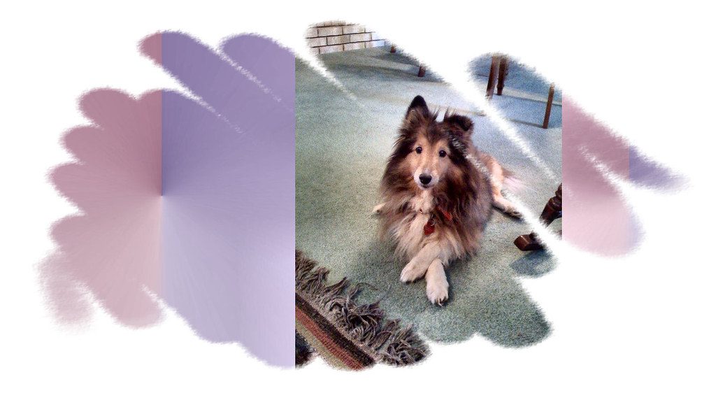 Thailand International Dog Show & Pet Variety — выставка в Бангкок, Таиланд
